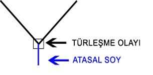 ata-tur-turlesme