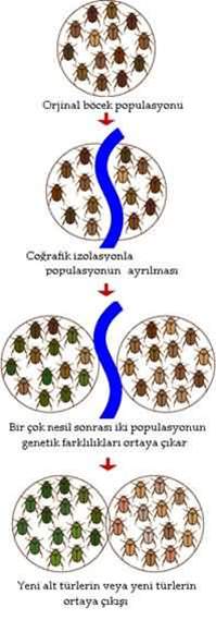 cografik-izolasyon