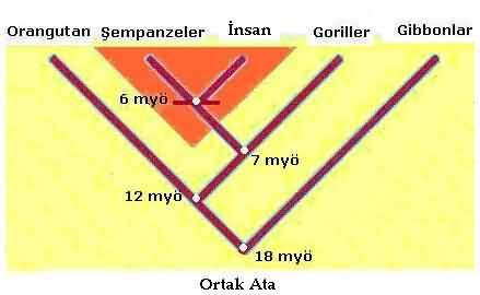 insanin-ortak-atasi