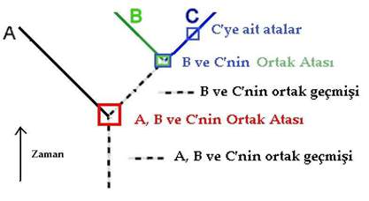 ortak-ata